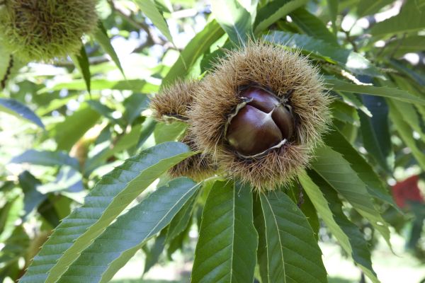 Sepo lavorazione e produzione castagne