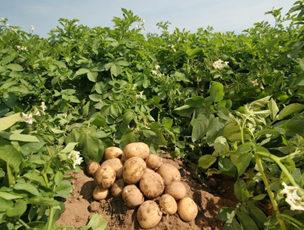 Sepo produzione di patate da seme