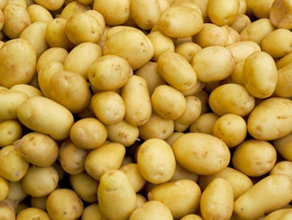 Sepo produzione di patate