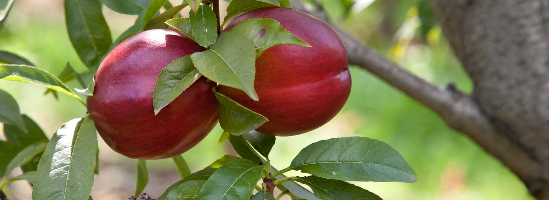 castagne